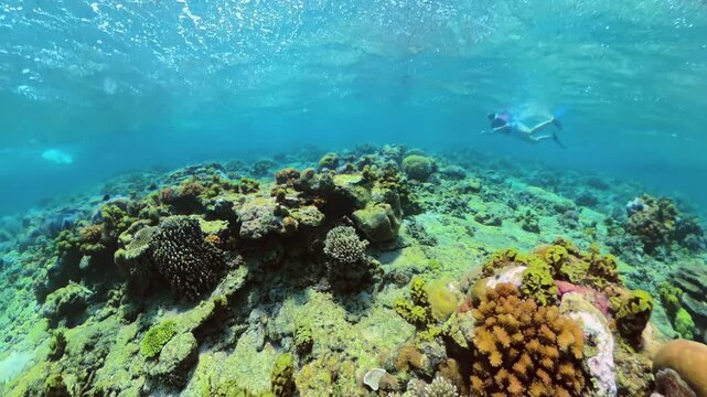 Woman snorkeler above coral gardens, exploring rich marine life in crystal clear waters, capturing the beauty of nature and tropical adventure in Palawan's pristine ecosystem, Philippines