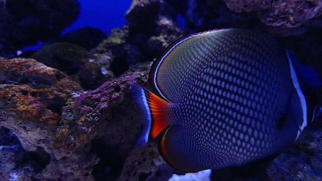 Butterflyfish against dark porous rocks in close-up in a reef aquarium
