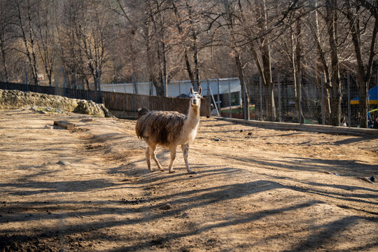 Lama glama llama standing on dry ground in zoo enclosure with fence and trees in background. Wildlife and captivity