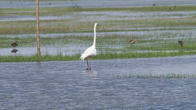 The great egret (Ardea alba) slowly stalks its prey through shallow swamp waters