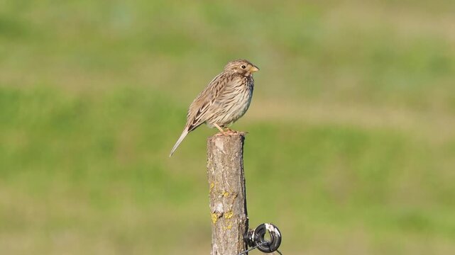 Corn bunting singing from fence post in spring, rotating while calling over open farmland., Emberiza calandra