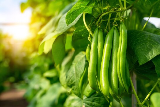 Fresh Green Pods of Climbing Bean Plant in Lush Vertical Trellis Garden Under Soft Golden Light