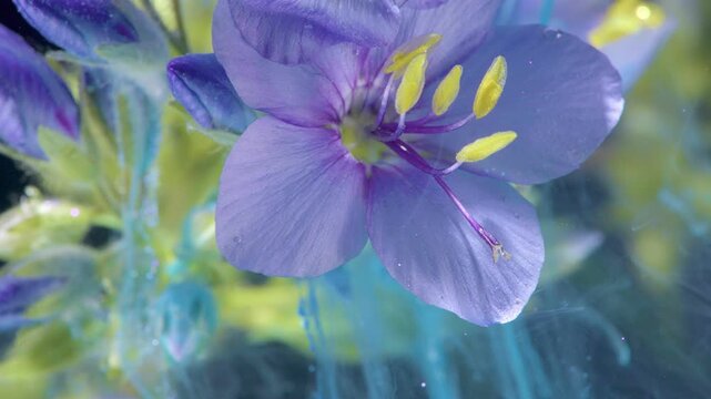 Closeup purple flower showing yellow anthers, delicate petal texture and subtle cyan veil, studio macro portrait evoking calm and refinement