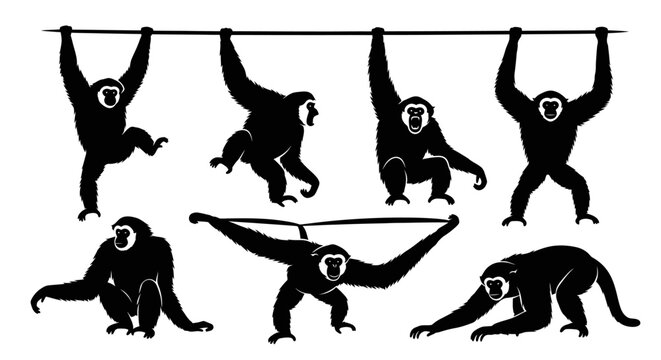 Set of Gibbon Monkey Silhouettes in Various Poses