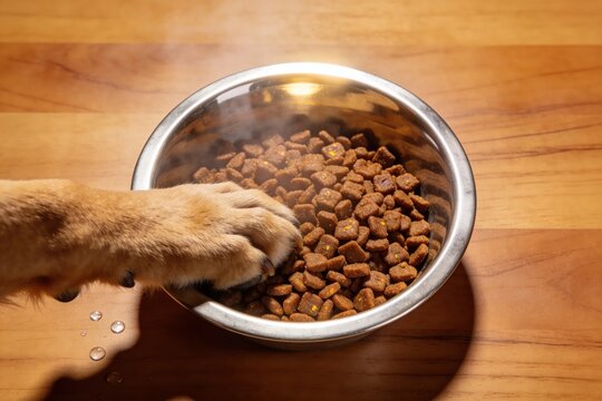 dog paw resting in stainless pet food bowl full of kibble top-down lifestyle feeding steel