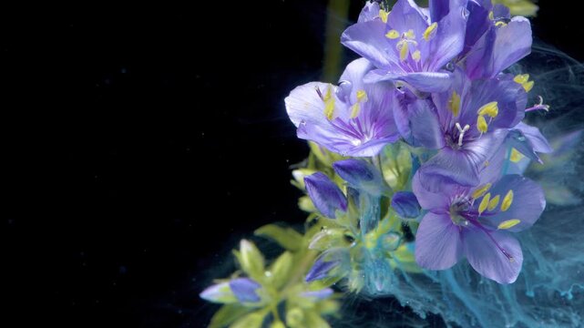 Closeup purple bloom colliding with cyan ink, editorial macro frame inspired by perfumer and visual effects artist, glossy petals and dramatic swirl,
