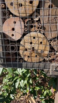 Mason bee osmia building cells and closing the entrance of a nest in an insect house with clay, Beneficial solitary bee pollinator in a wildlife friendly garden