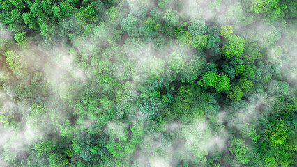 Green tree nature background for carbon neutrality and net zero emissions concept. Drone view of green tree captures CO2 to Sustainable green environment.  © Kalawin