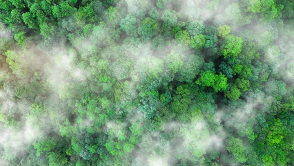 Fototapete Olive Green tree nature background for carbon neutrality and net zero emissions concept. Drone view of green tree captures CO2 to Sustainable green environment.   © Kalawin