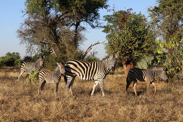 Fototapeta premium Steppenzebra / Burchell's zebra / Equus quagga burchellii