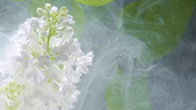 Closeup lilac cluster in vapor, perfumer extracts scent and samples essence in glass vial, translucent petals catch light, smoky backdrop evokes