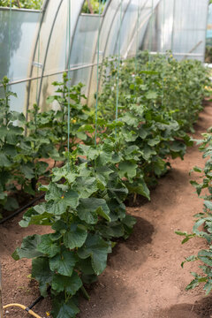 Healthy Cucumber Plant Growing in Greenhouse