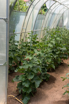 Fresh Cucumber Growing in Greenhouse, Healthy Food Concept