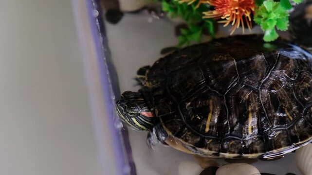 Child observing and touching a pet turtle in a clear aquarium with decorative stones. The intimate animal care moment represents responsibility, curiosity and home pet education.