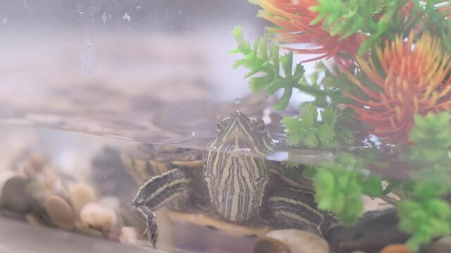 Pet turtle resting near the bottom of a small water tank with bubbles and aquarium decor around it. The indoor wildlife moment illustrates aquatic reptile care and home pet environment.