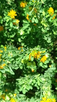 fleurs d'arbrisseau m&eacute;diterran&eacute;en, Luzerne arborescente, en gros plan