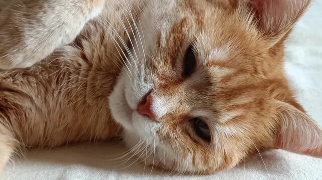 portrait d'un chat roux en gros plan