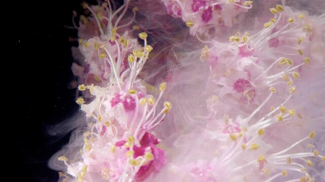 Closeup stamen detail submerged in ink, tiny filaments and pollen heads pierced by soft pastel clouds, precise macro focus showing texture