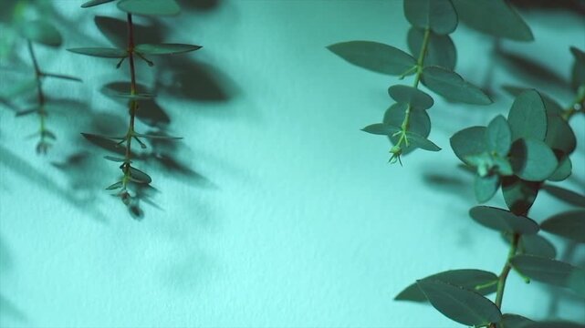 Eucalyptus plant leaves border design. Fresh Eucalyptus close up, on green background. Essential oil, aromatherapy. Medical plant. Aromatherapy. Top view. Flat lay, slow motion.