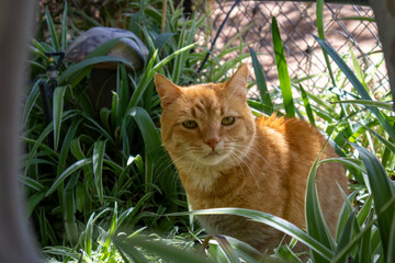 cat in the grass © Percy