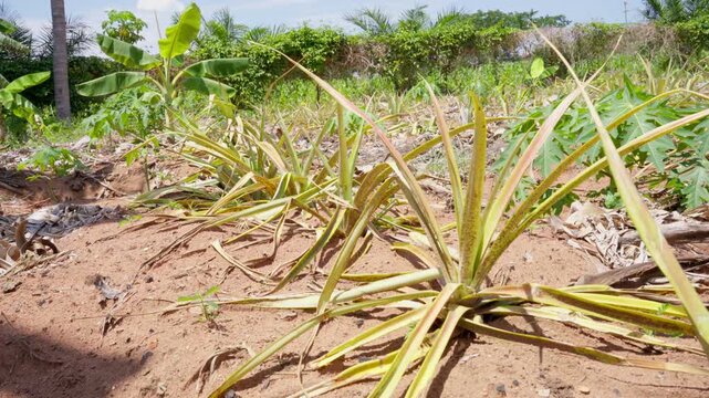 Tropical fruit farming with diverse crops in East Africa