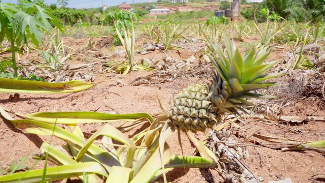 Close up of a young pineapple fruit growing on a plant