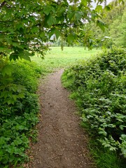 Path to clearing © Joe