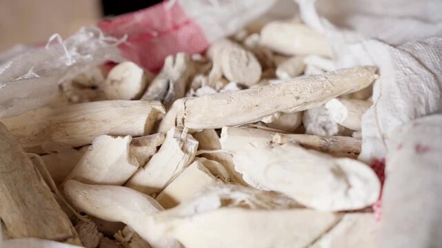 Dried peeled cassava roots stored in a sack after harvest