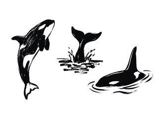 Fototapeta na wymiar Minimalist orca brush line art silhouettes, black engraving vector graphics, breaching whale icons, ocean mammal