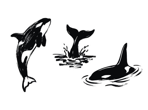 Minimalist orca brush line art silhouettes, black engraving vector graphics, breaching whale icons, ocean mammal
