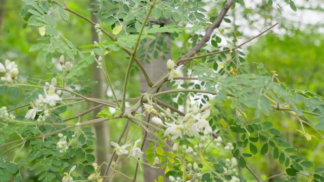 Close up of a blooming Moringa tree with white flowers in a farm