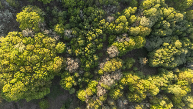 Aerial view of a dense forest canopy with lush green and yellow foliage under bright sunlight in Ourense, Province of Ourense, Spain.