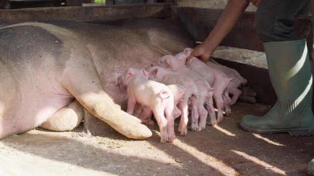 Farmer caring for young piglets nursing from a sow