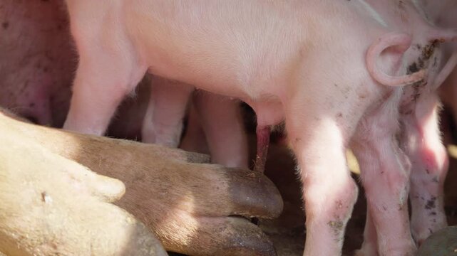 Close up of a small piglet standing next to its mother