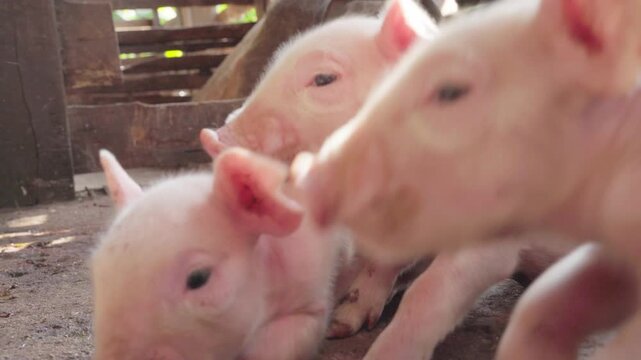 Two cute pink piglets looking at the camera in a stable