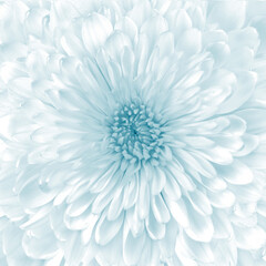 beautiful blue flower center background © Vidal
