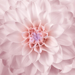 beautiful pink flower center background © Vidal