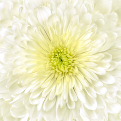 A painting made of beautiful, soft white roses © Vidal