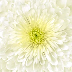 A painting made of beautiful, soft white roses © Vidal