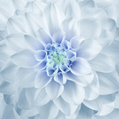 beautiful blue flower center background © Vidal