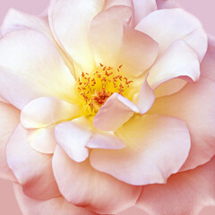 beautiful pink flower center background © Vidal