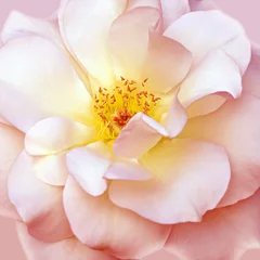 beautiful pink flower center background © Vidal
