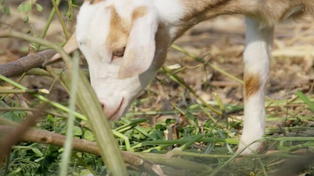 Close up of a young goat eating green fodder on a farm