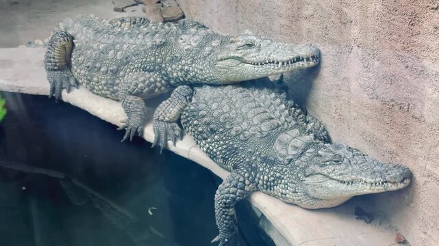 Two large crocodiles rest on a stone platform one above the other in a zoo terrarium near a pool of water.