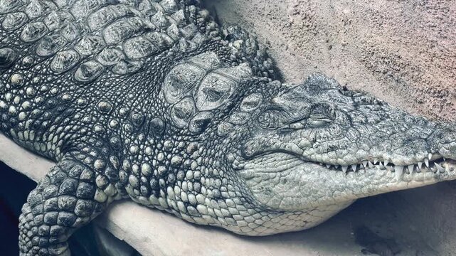 Crocodile head close up with scaly skin and sharp teeth in zoo enclosure