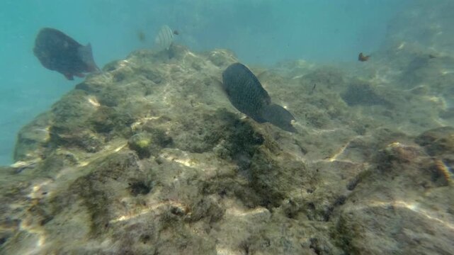 Slow motion of parrot and shoemaker fishes near corals, tropical fish feeding over a rocky reef in clear turquoise ocean water. La Digue island, Seychelles 30fps 001