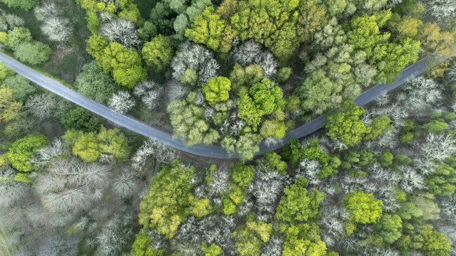 Aerial view of a winding asphalt road cutting through a dense forest with vibrant green and silvery deciduous trees in Ourense, Province of Ourense, Spain.