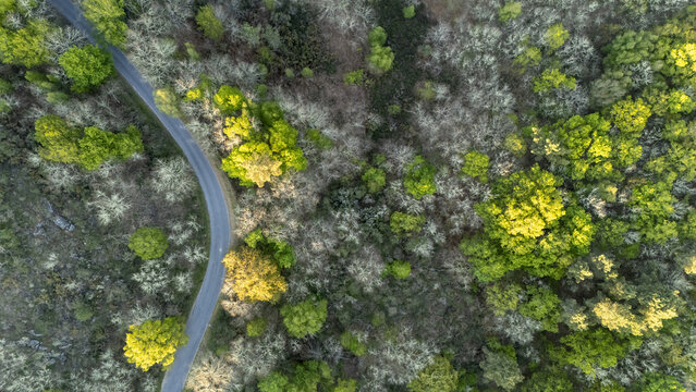 Aerial view of a winding asphalt road cutting through a dense forest with a mix of green and yellow trees in Ourense, Province of Ourense, Spain.