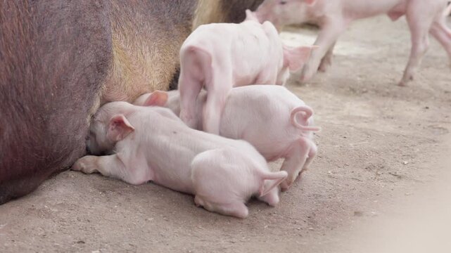 Group of active piglets competing for milk from their mother