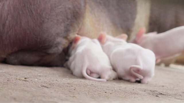 Close up of cute pink piglets nursing from their mother